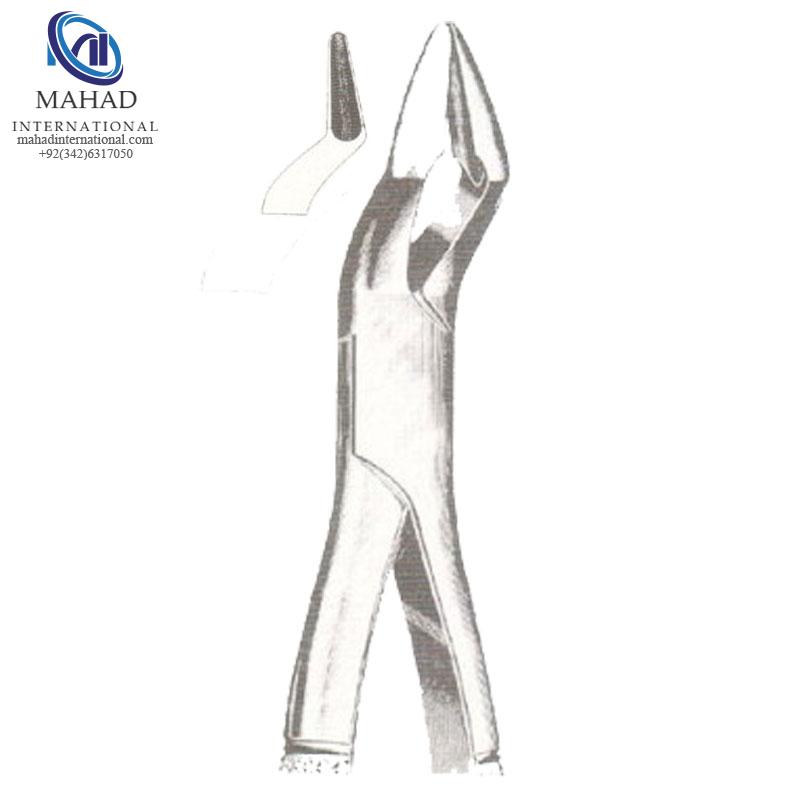 Upper Molars And Premolars Strong Beak